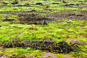 藻类海滩